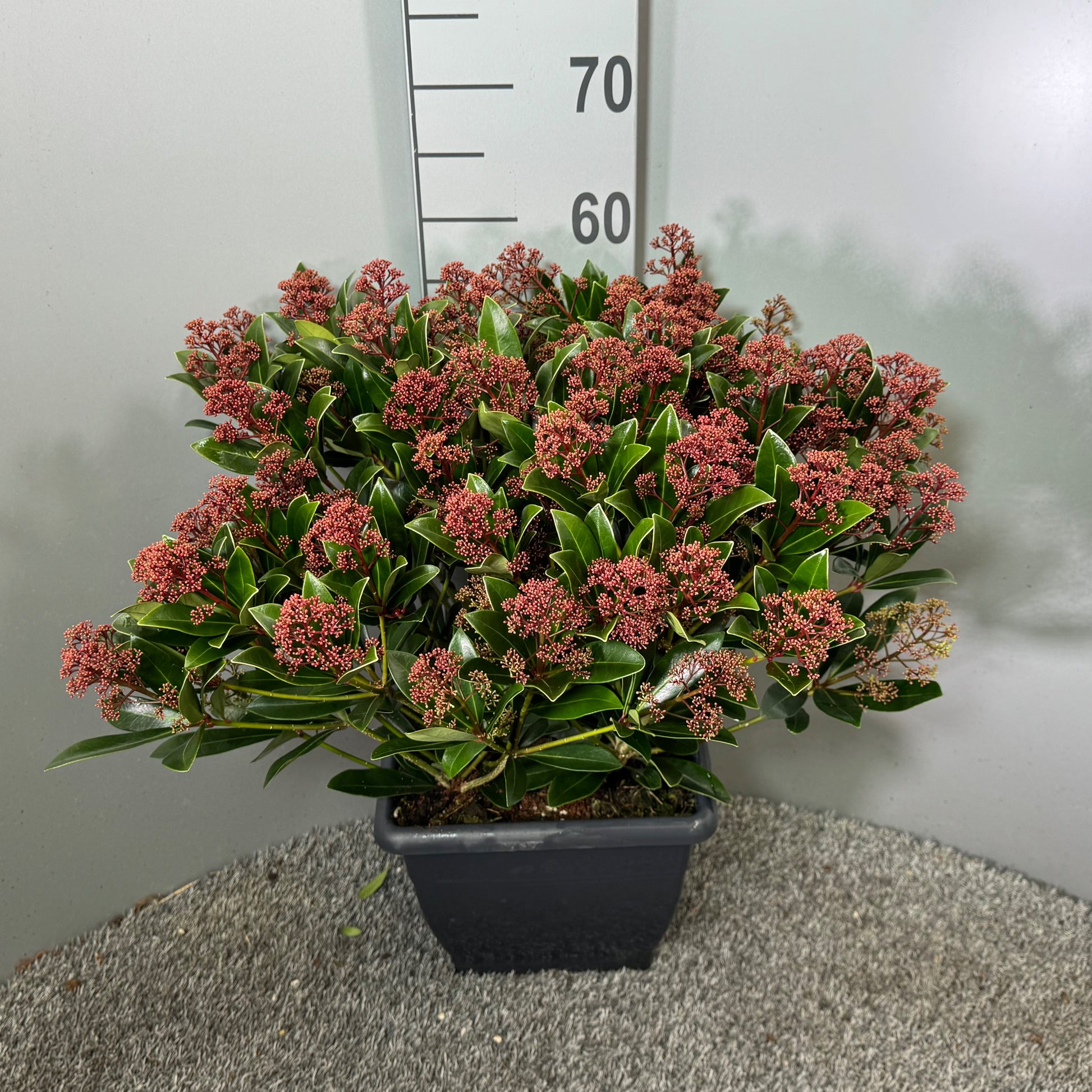 Skimmia japonica Rubella 60cm 26cm Pot