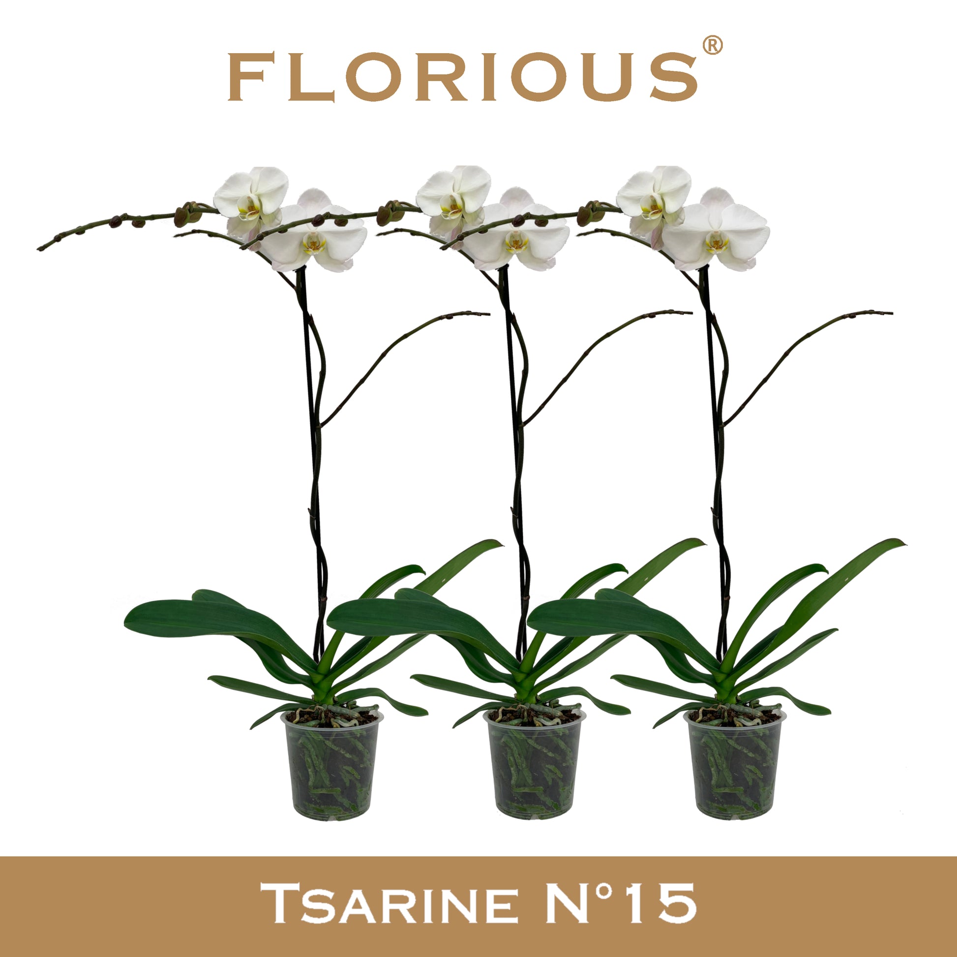 Phalaenopsis white 110cm 15cm Pot