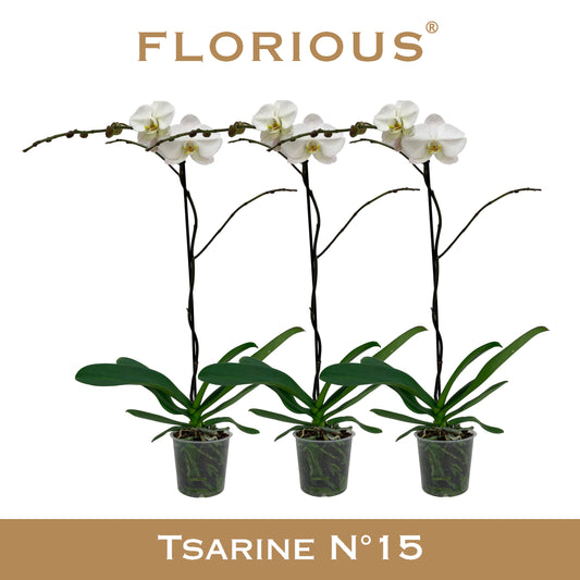 Phalaenopsis white 110cm 15cm Pot