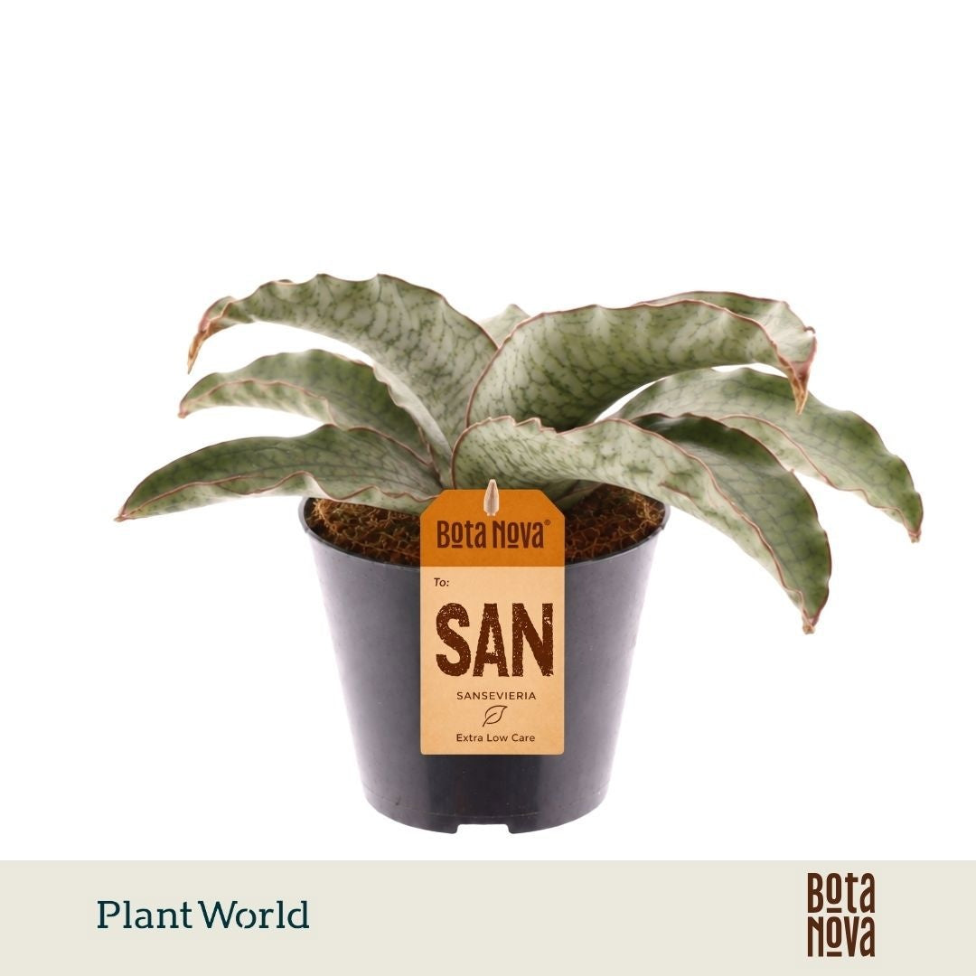 Plantworld ArendTropical Sansevieria kirkii Silver Blue Pack of 11