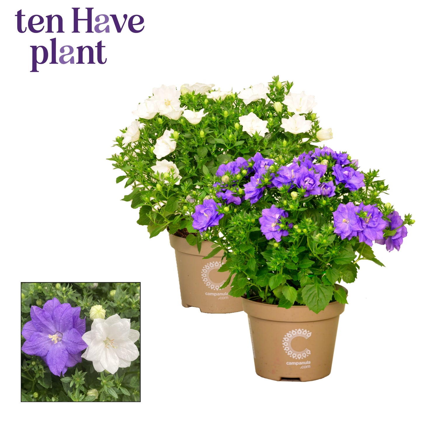 Campanula Hybrid 20cm 11cm Pot