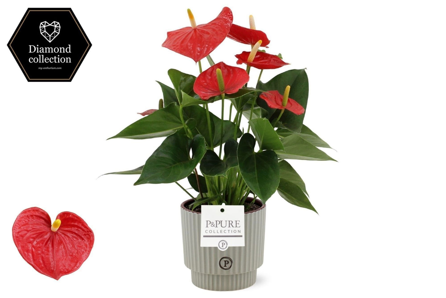 Anthurium Esudo 40cm 12cm Pot