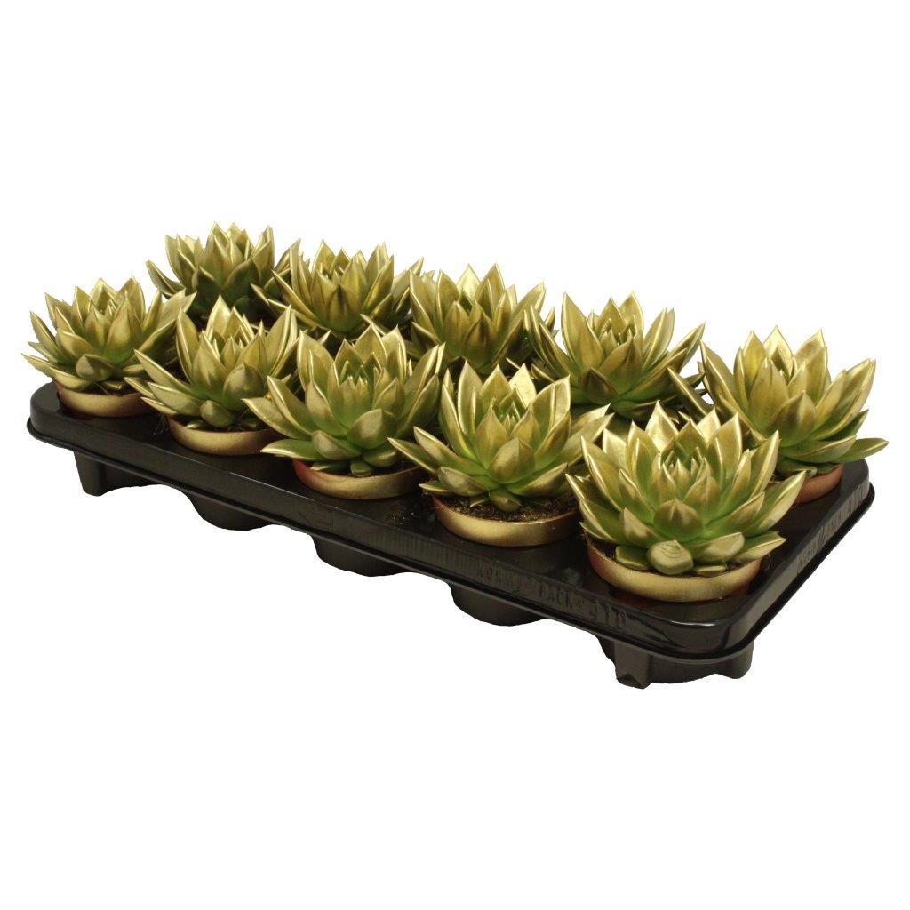 Echeveria colored gold 13cm 10.5cm Pot