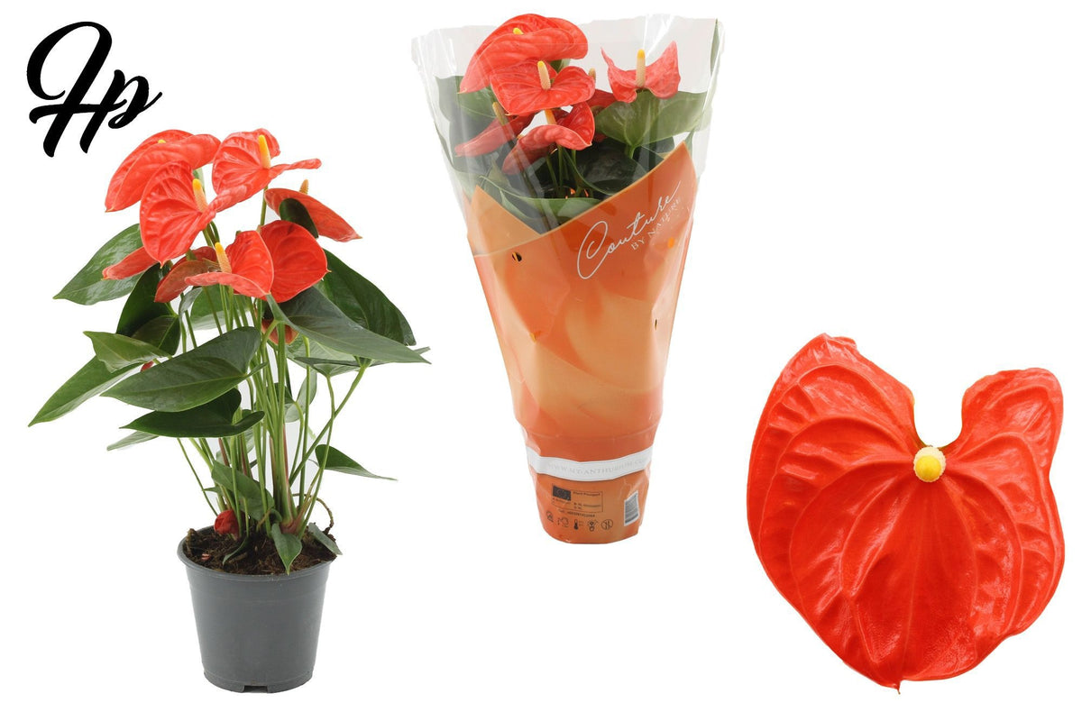 Anthurium Sierra Orange 45cm 14cm Pot