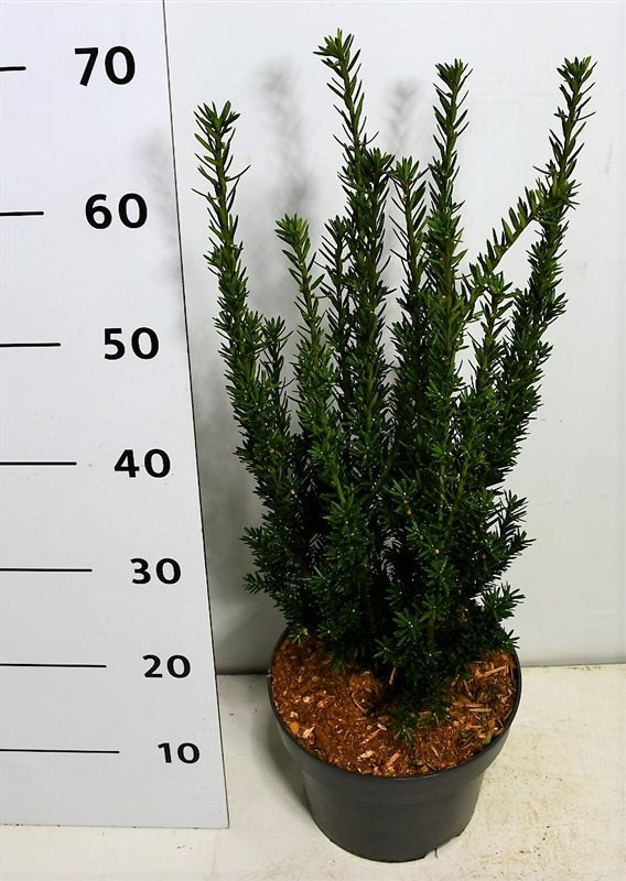 Taxus media Hillii 75cm 23cm Pot