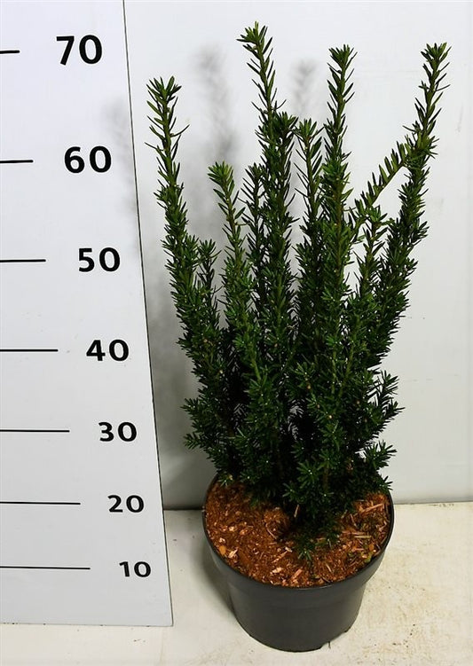 Taxus media Hillii 75cm 23cm Pot
