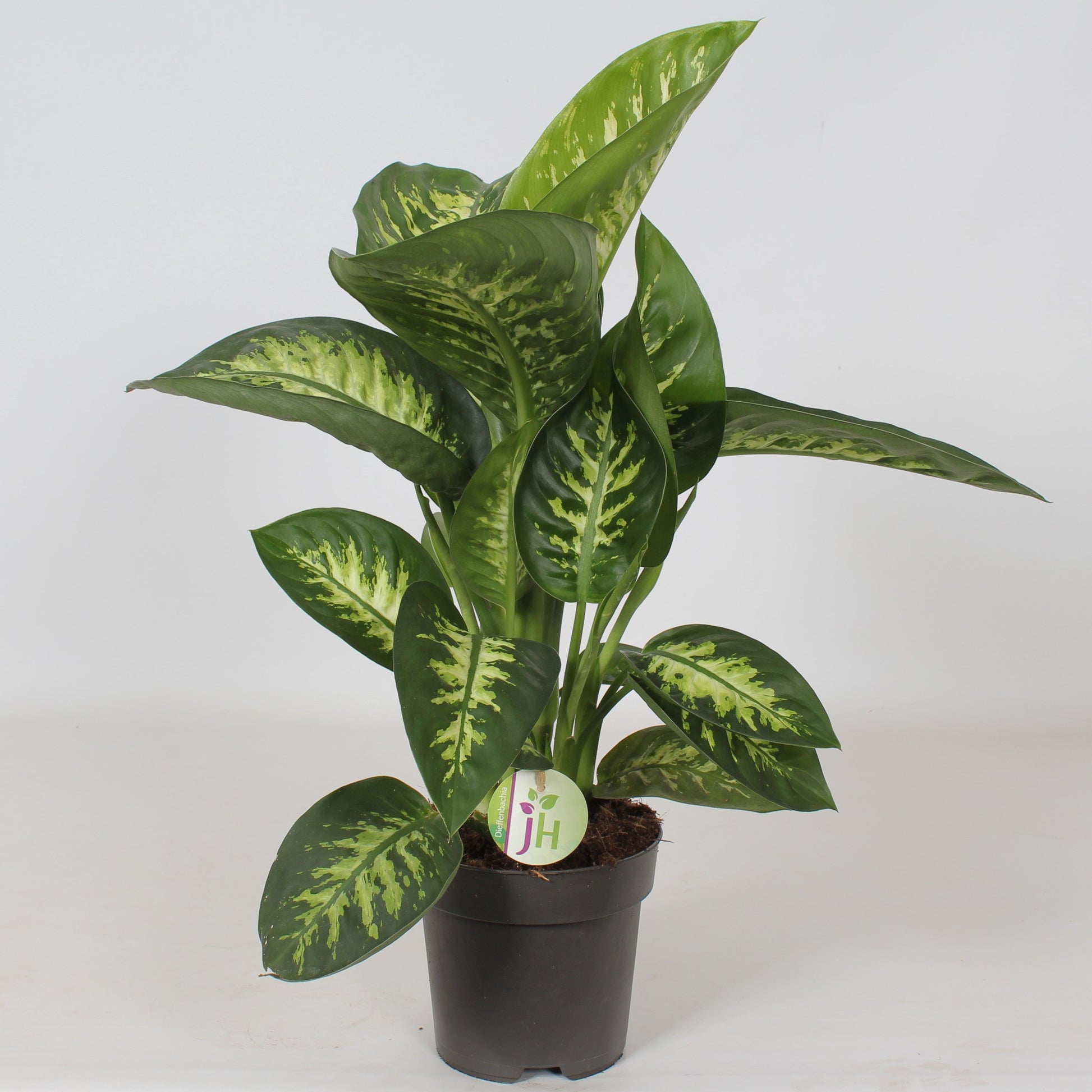 Dieffenbachia Reeva 60cm 17cm Pot