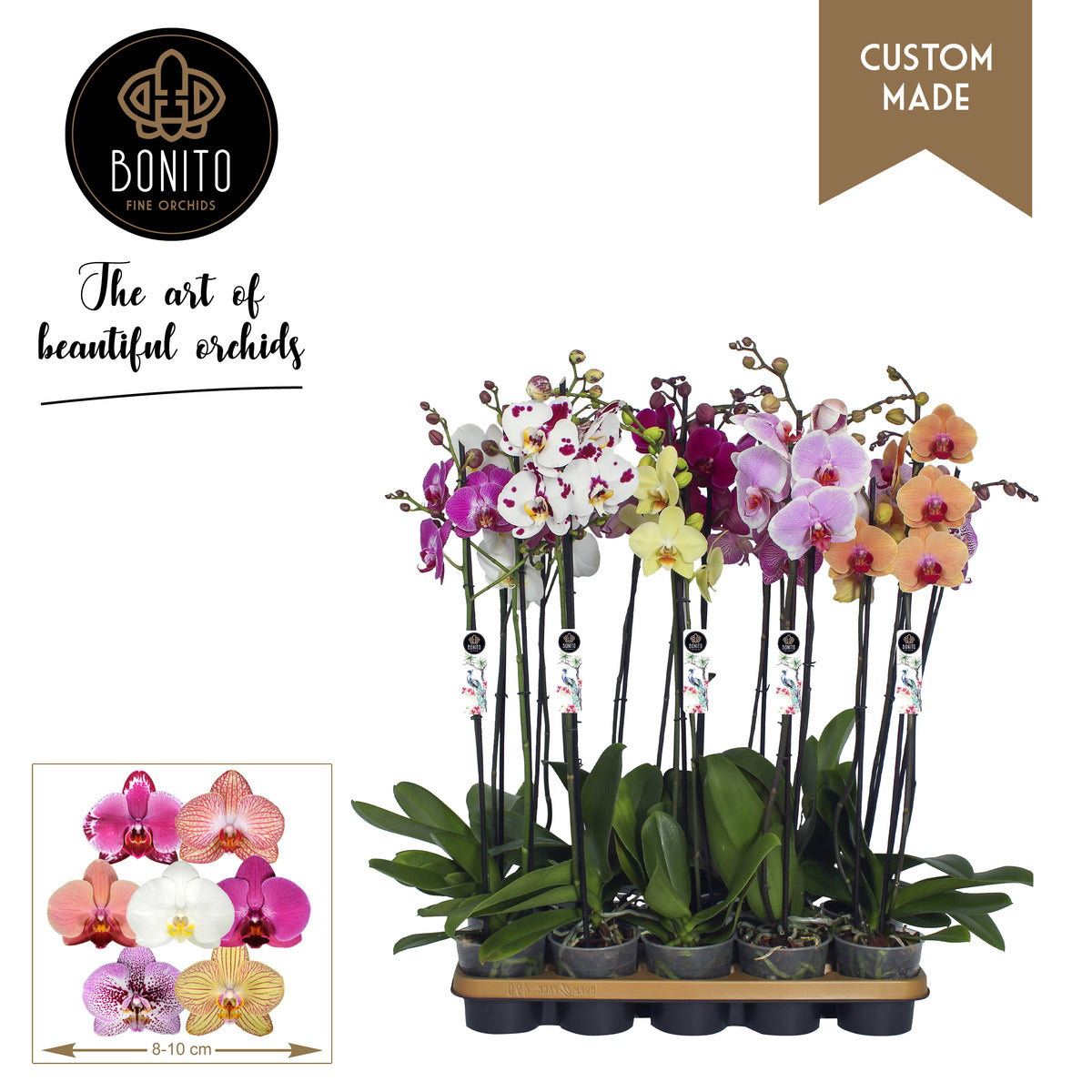 Phalaenopsis mix 70cm 12cm Pot