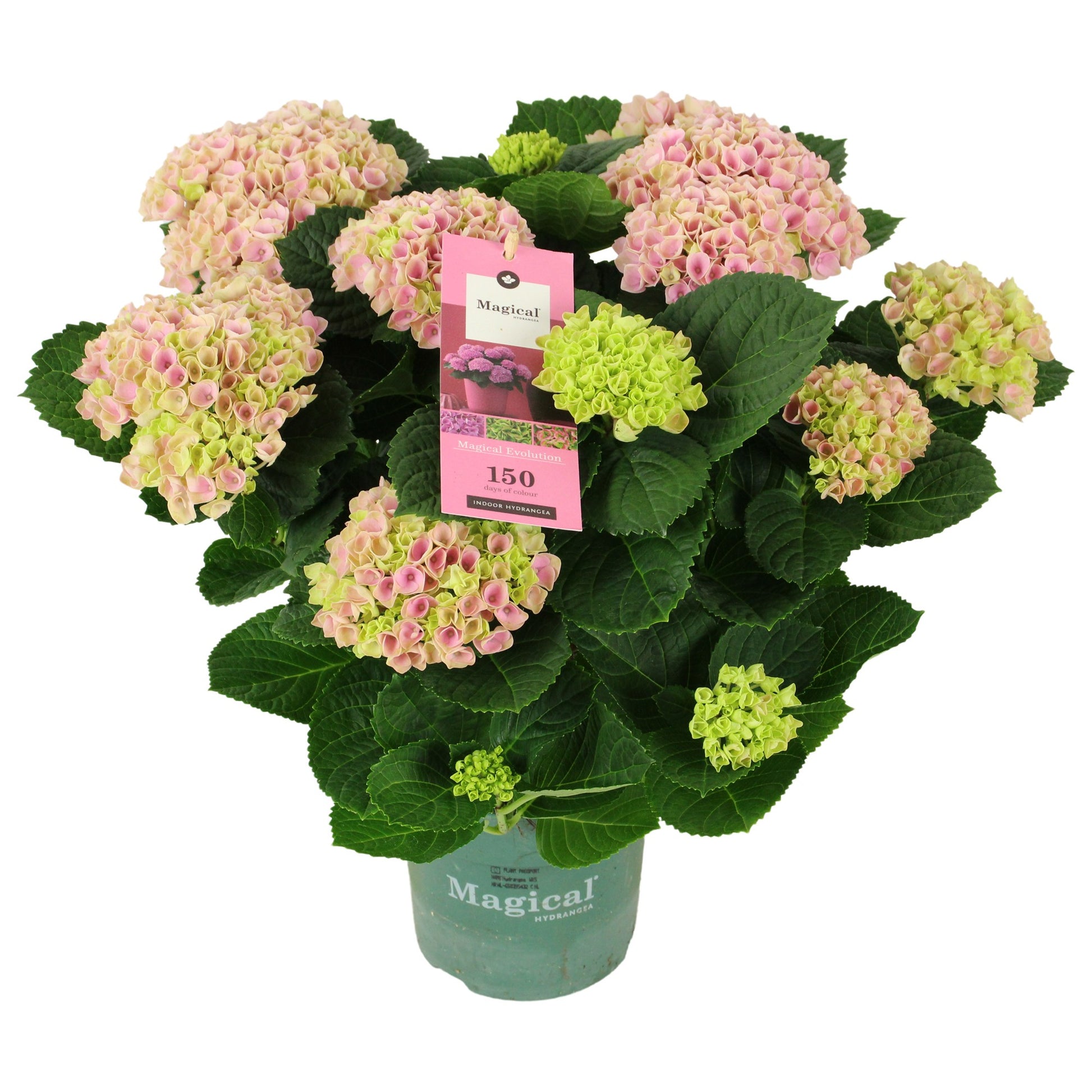 Hydrangea macr. Magical Evolution 40cm 14cm Pot