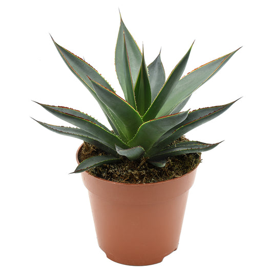 Agave Shaka Zulu 15cm 12cm Pot