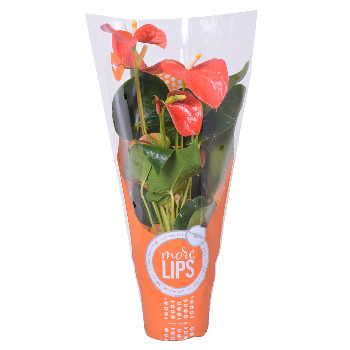 Groene Tint Anthurium Orange Champion Pack of 10