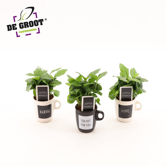 arr.  Plants 25cm 8cm Pot