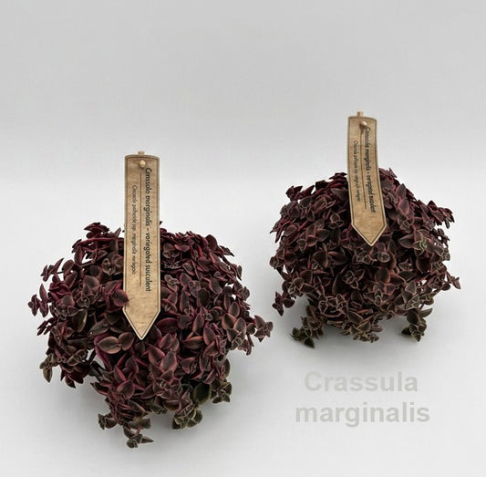 Crassula marginalis 18cm 12cm Pot