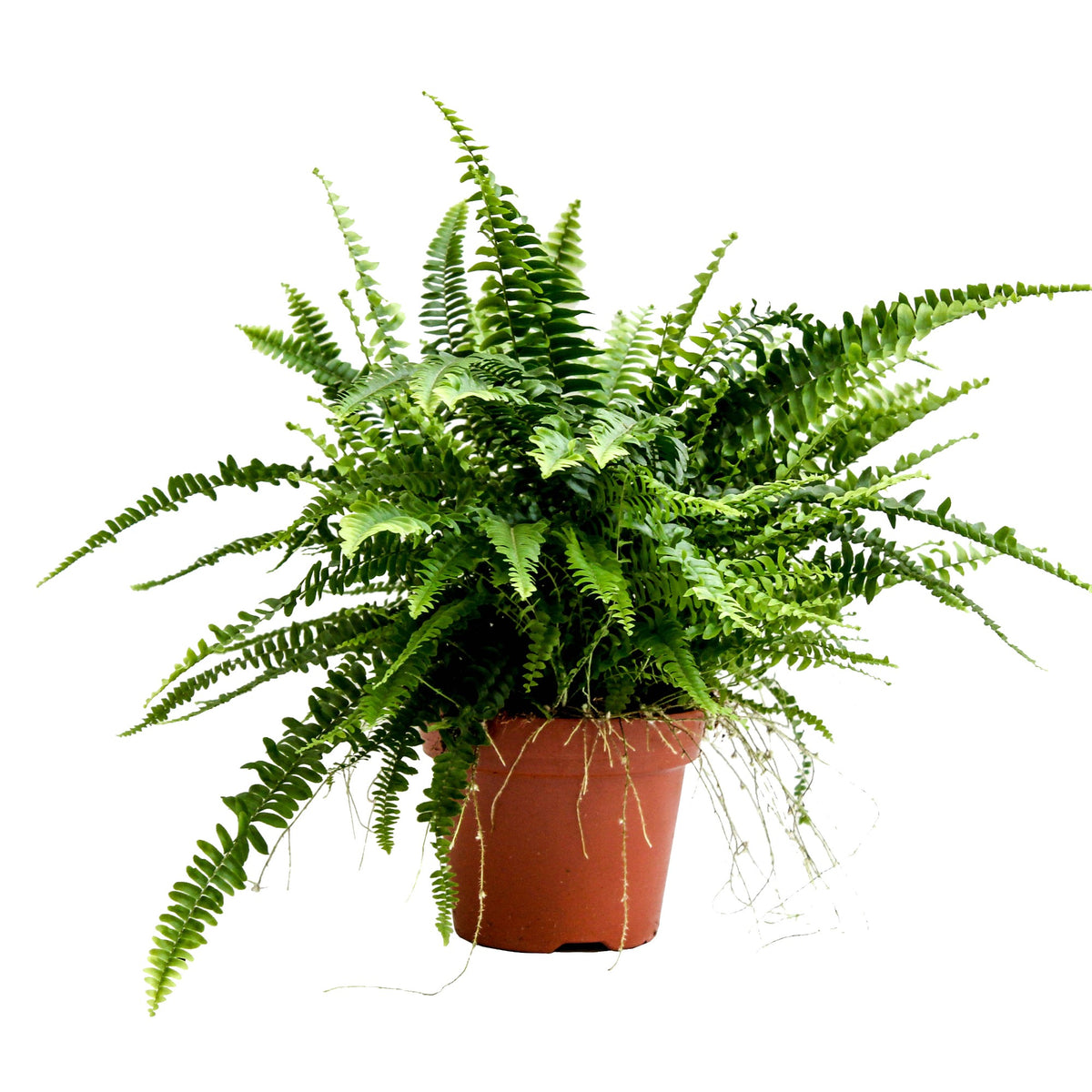 Nephrolepis Green Lady 50cm 17cm Pot