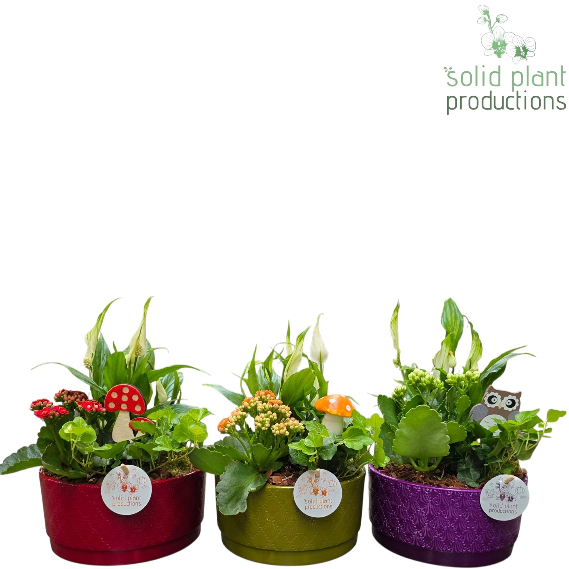 Solid Plant Productions SP003APROMO Loes Promo Autumn Mix 3PP Pack of 3