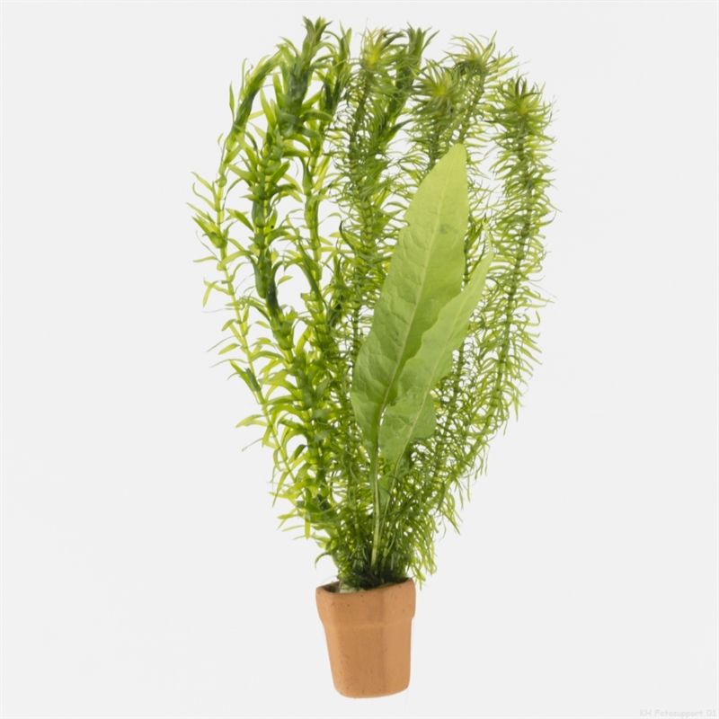 Egeria densa 15cm 10cm Pot