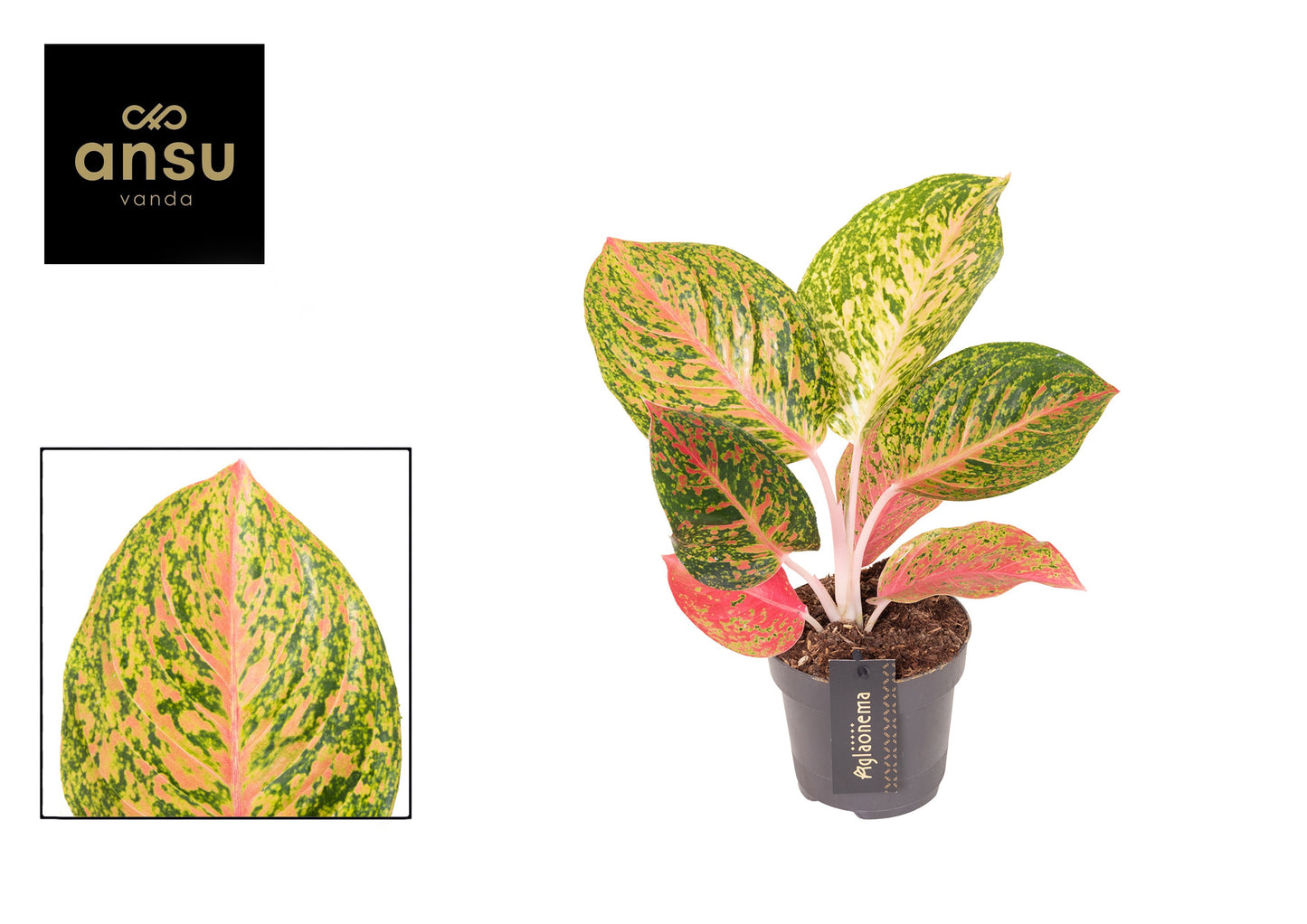 Aglaonema Crimson Love 35cm 12cm Pot