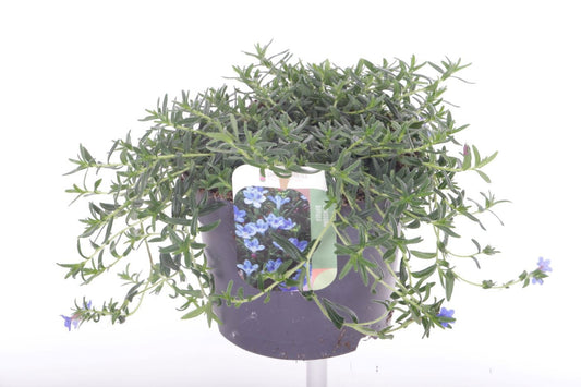 Glandora diffusa 20cm 17cm Pot