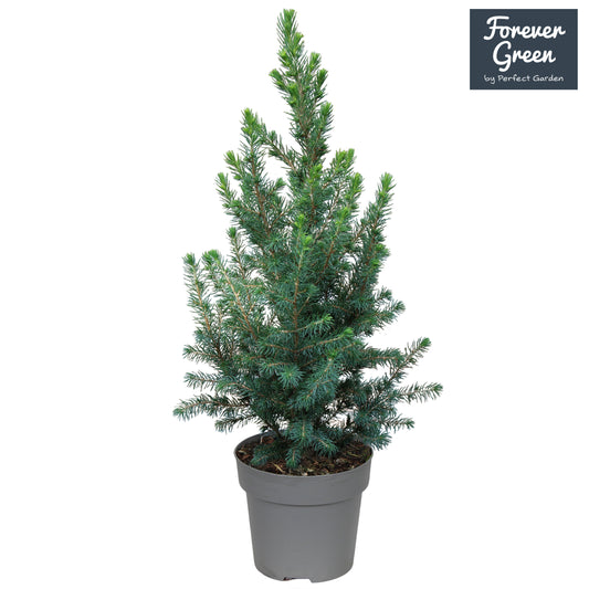 Picea glauca Conica 50cm 14cm Pot
