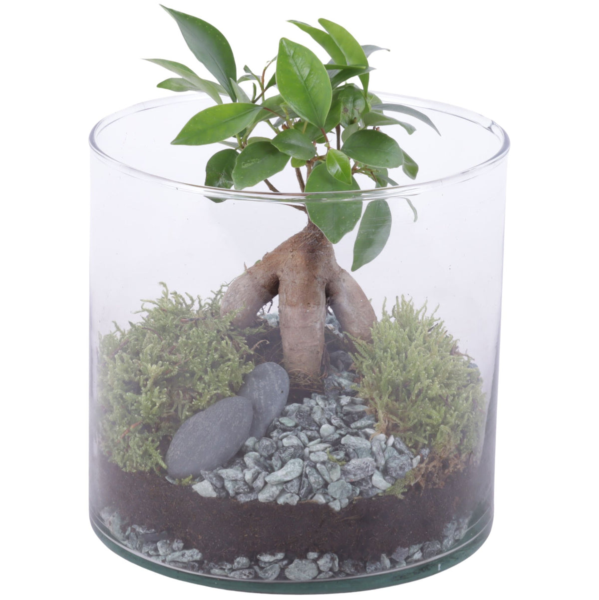 Ficus Ginseng 25cm 15cm Pot