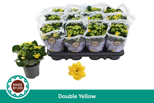 Kalanchoe yellow 19cm 9cm Pot