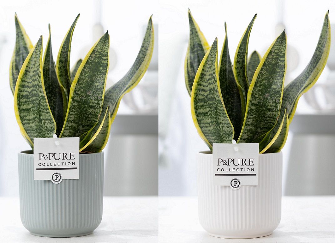 Pure Collection Sansevieria Futura Superba Pack of 5
