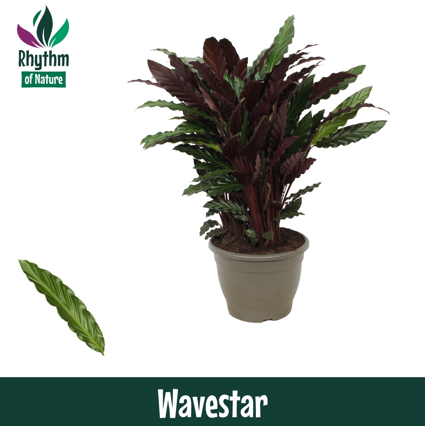 Calathea Wavestar 85cm 32cm Pot