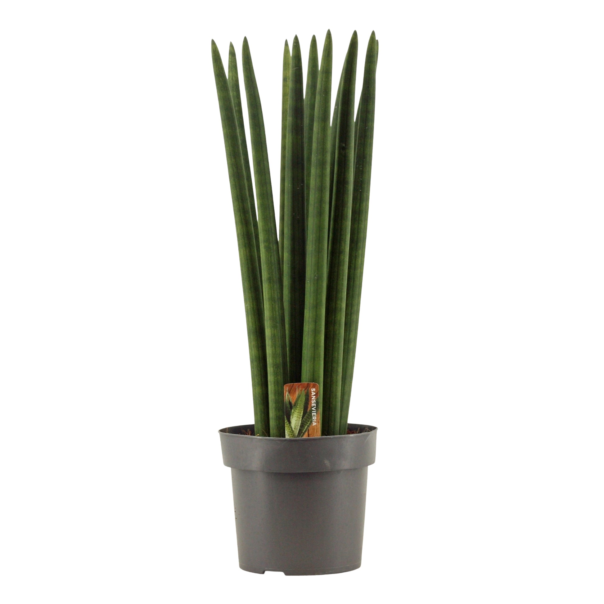 Sansevieria cylindrica 55cm 17cm Pot