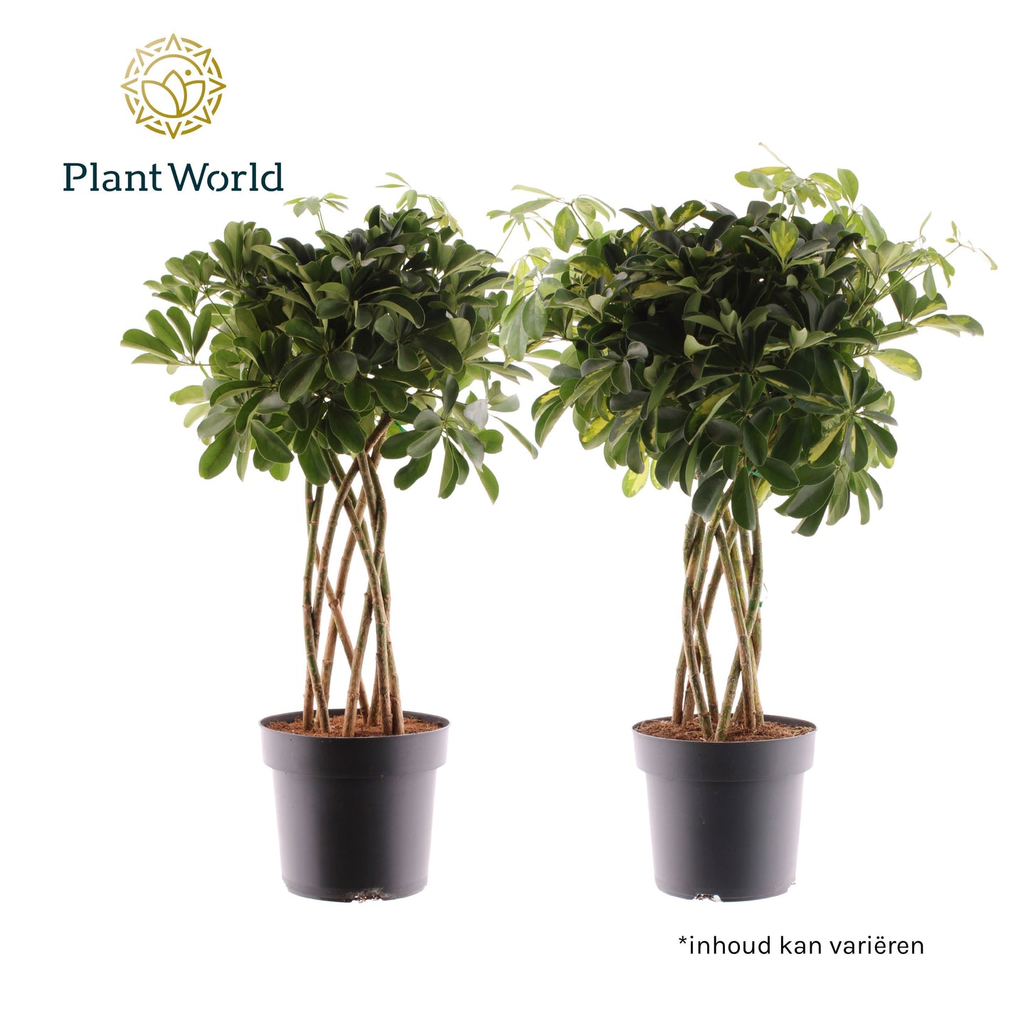 Schefflera Mme De Smet braided 85cm 24cm Pot