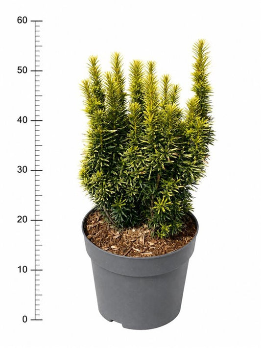 Taxus baccata David 60cm 26cm Pot