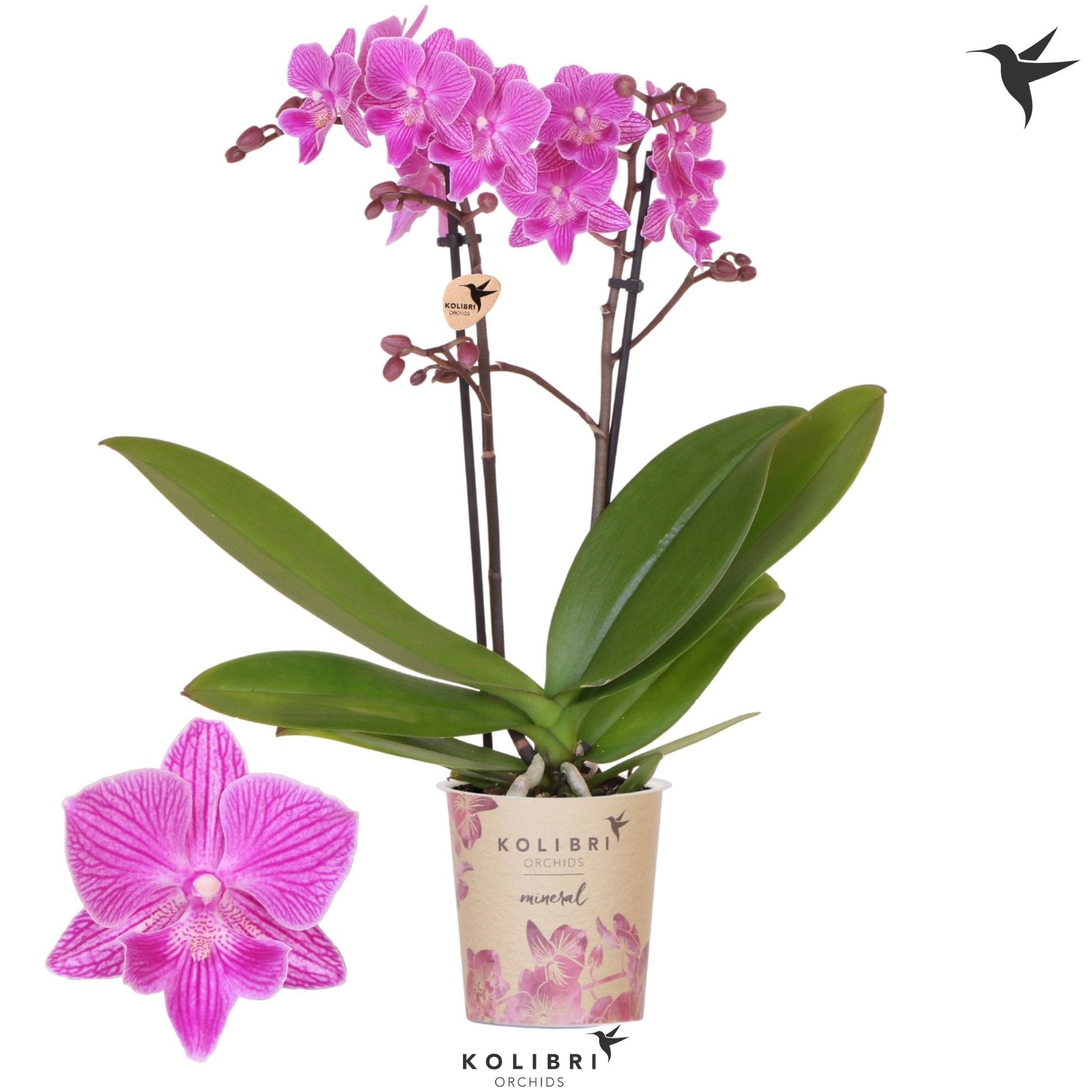 Phalaenopsis mf. Cassion 40cm 9cm Pot