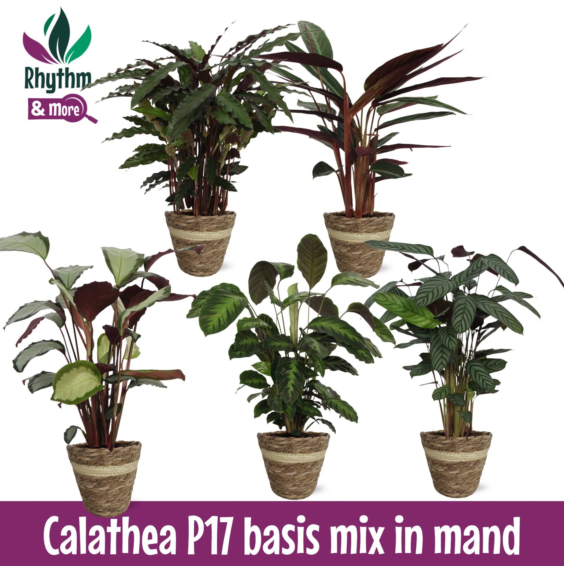Calathea mix 60cm 17cm Pot