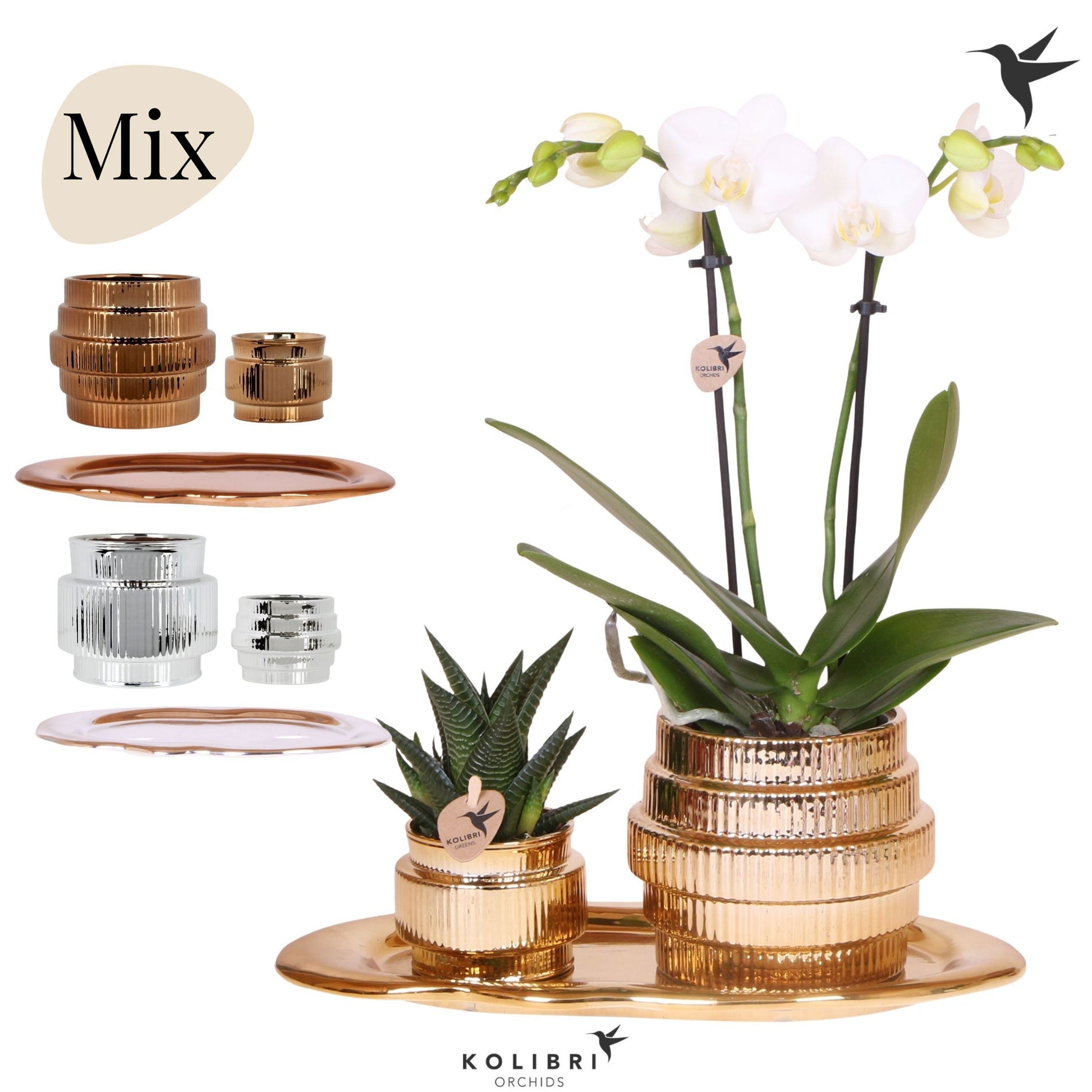 Kolibri Gift Set medium Allure shiny 40cm 18cm Pot