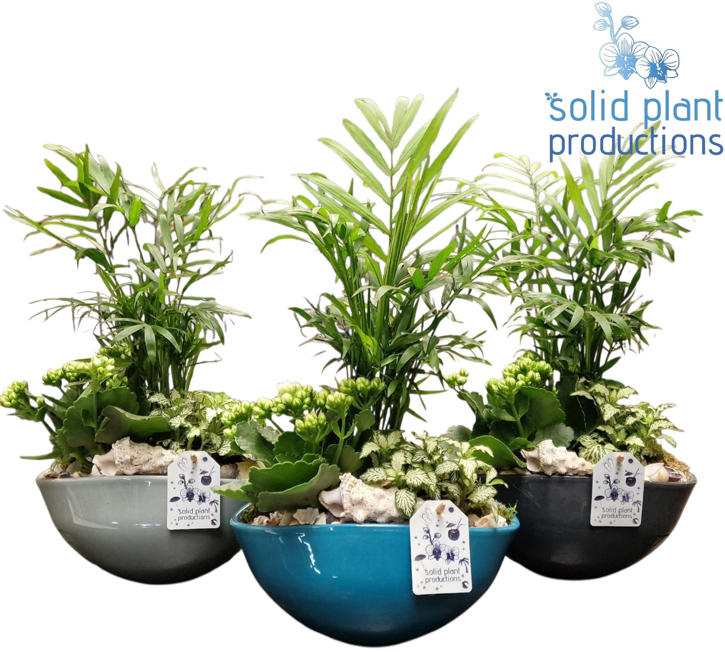 Solid Plant Productions NV011 Evelyn Navy Chamaedorea Pack of 3