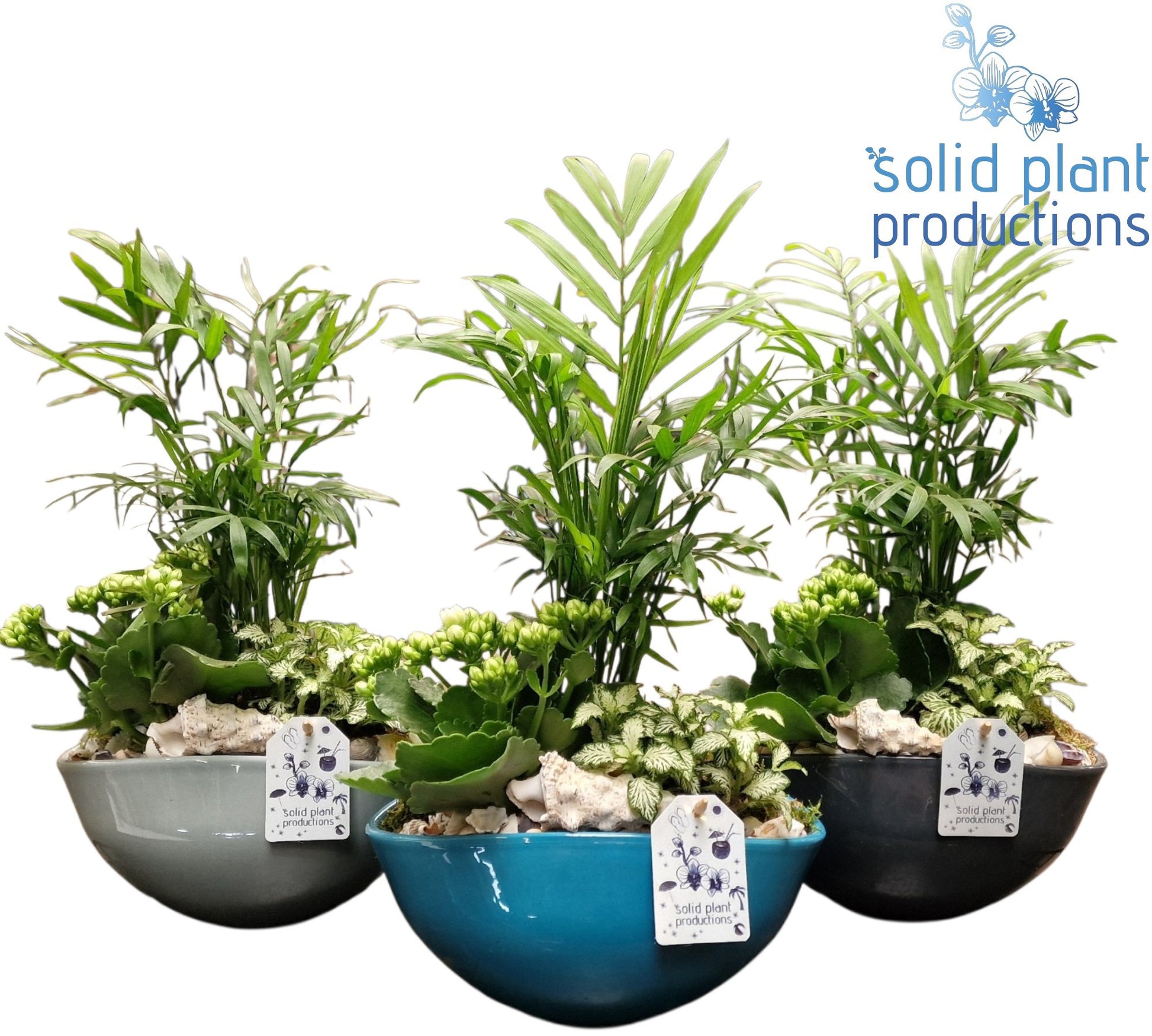 Solid Plant Productions NV011 Evelyn Navy Chamaedorea Pack of 3