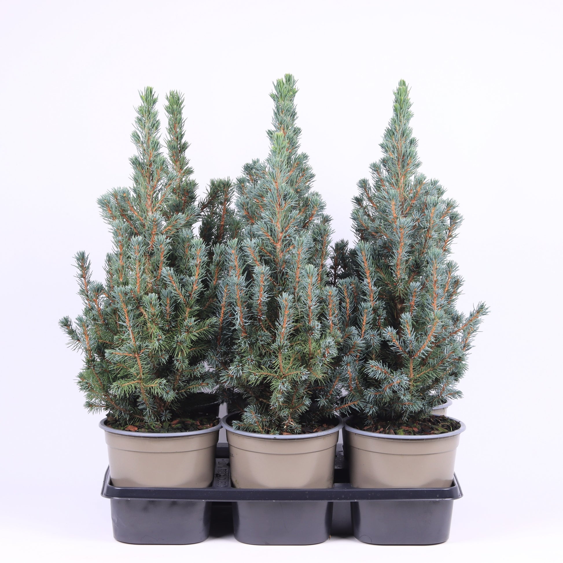 Picea gl. Sander Blue 38cm 15cm Pot