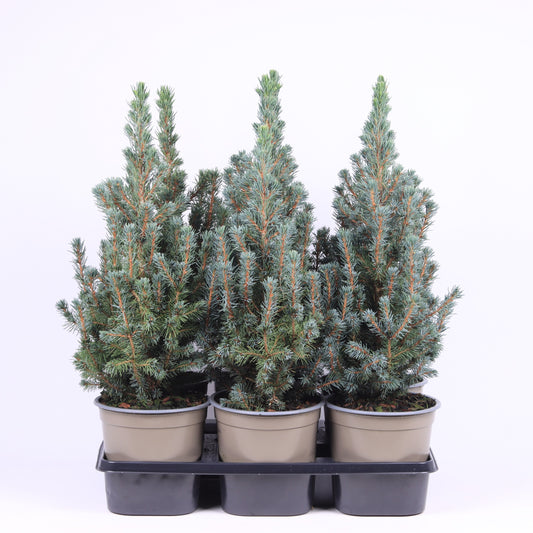 Picea gl. Sander Blue 38cm 15cm Pot