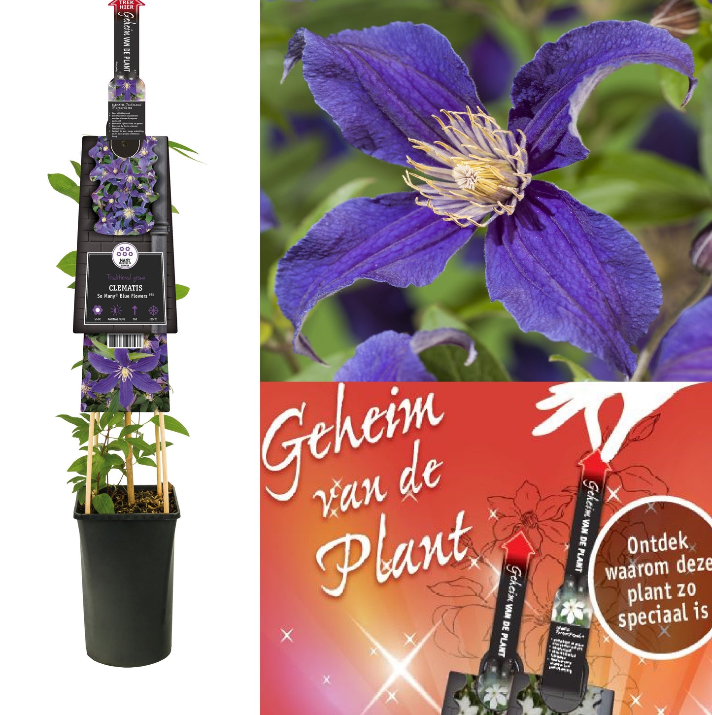 Clematis hybrid mix 75cm 17cm Pot