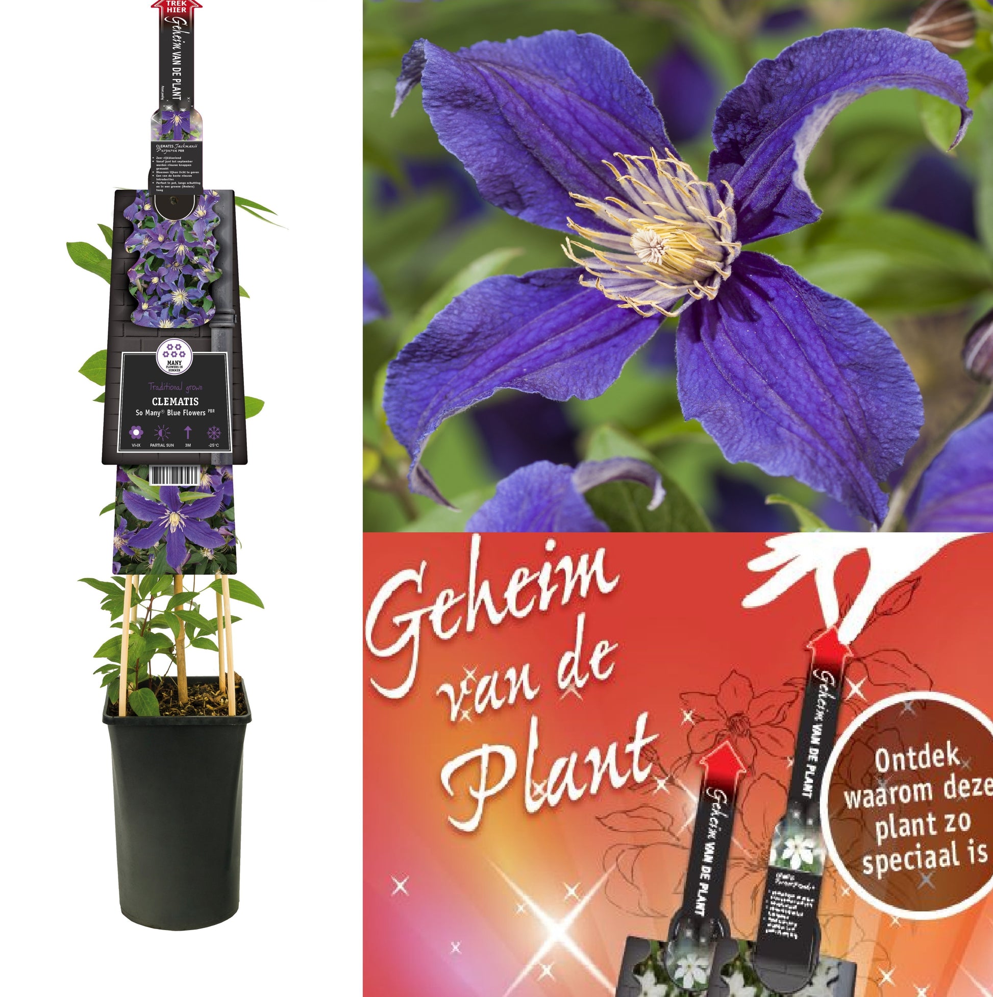 Clematis hybrid mix 75cm 17cm Pot