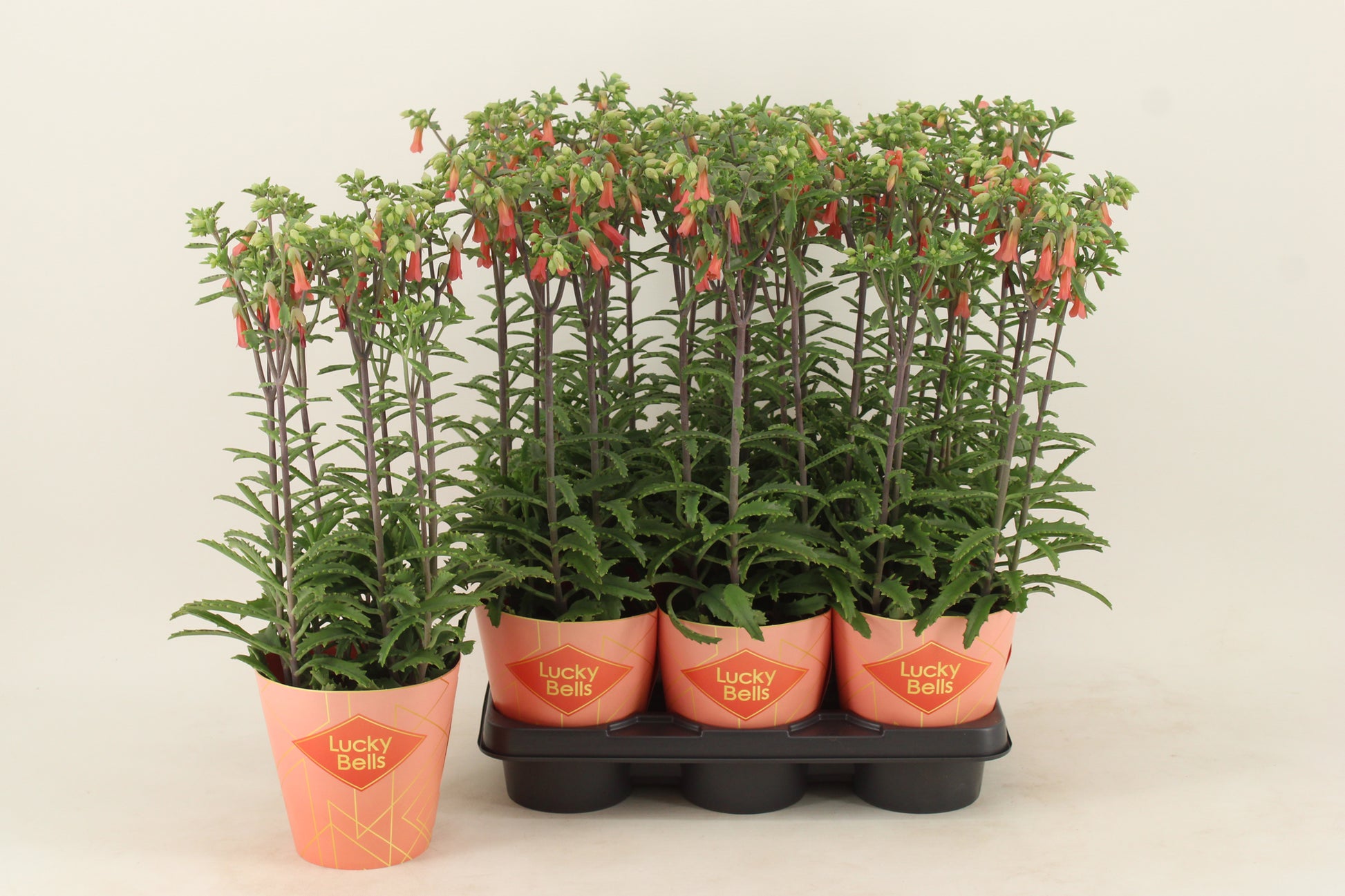 Kalanchoe Lucky Bells 40cm 14cm Pot