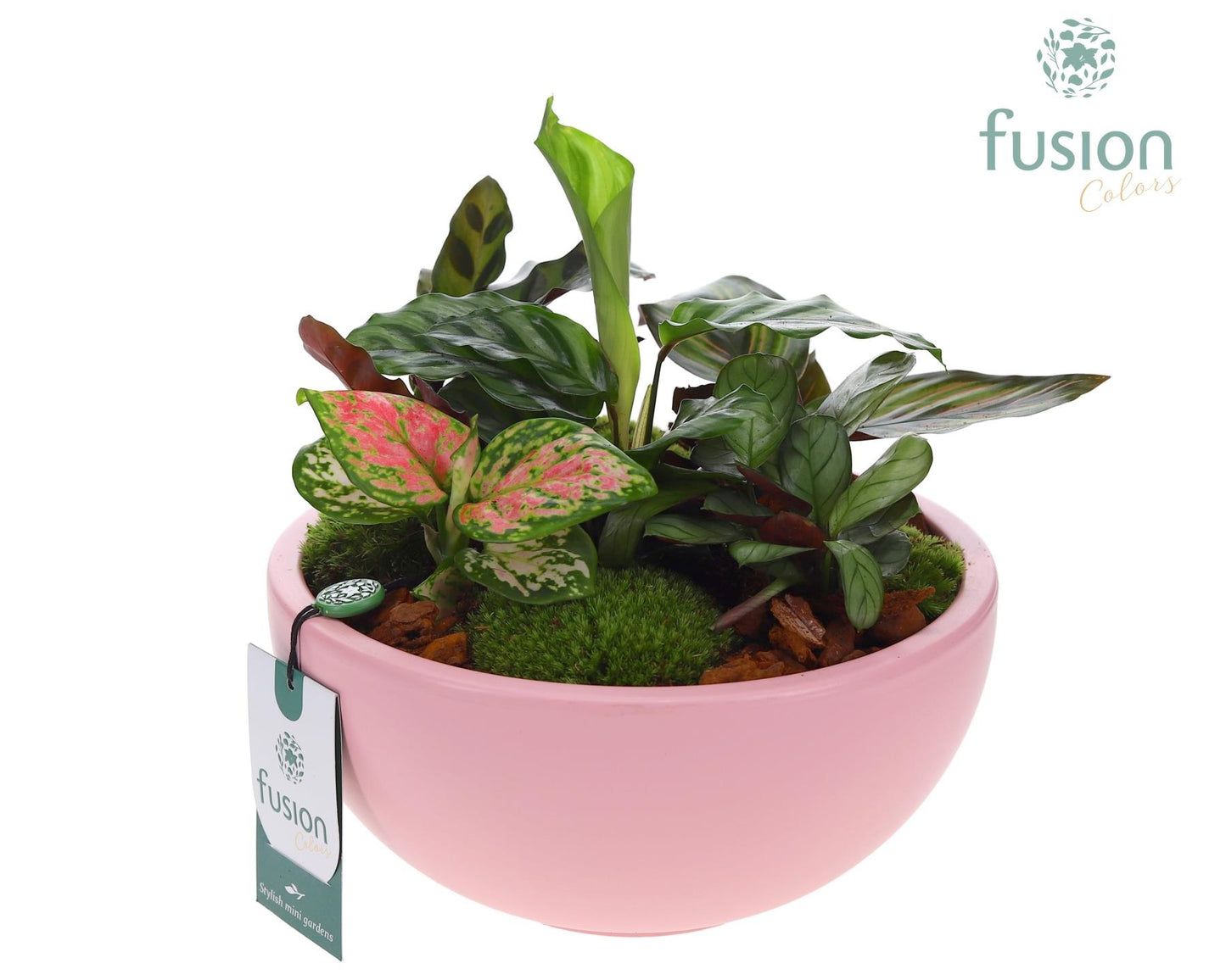 Schaal keramiek Moon Large roze mat met groene planten 25cm 22cm Pot