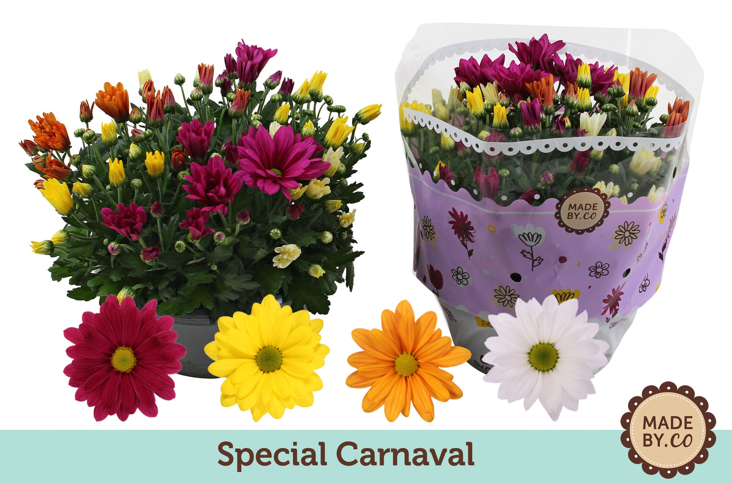 SV.CO Chrysanthemum carnaval mix Pack of 1