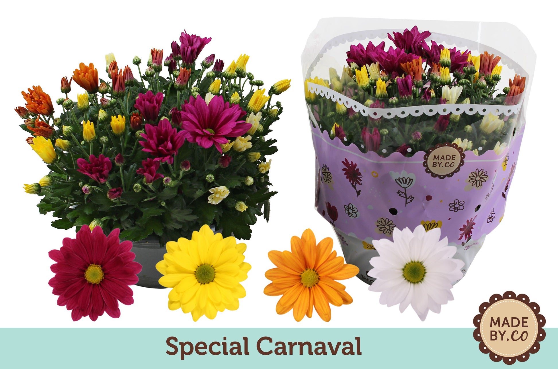SV.CO Chrysanthemum carnaval mix Pack of 1