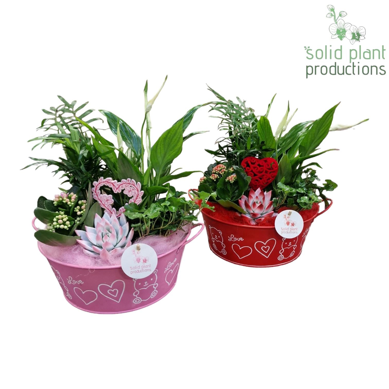 ZVSC004 Mariëlle Indoor Red/Pink 38cm 32cm Pot