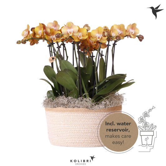 Phalaenopsis Las Vegas 45cm 28cm Pot