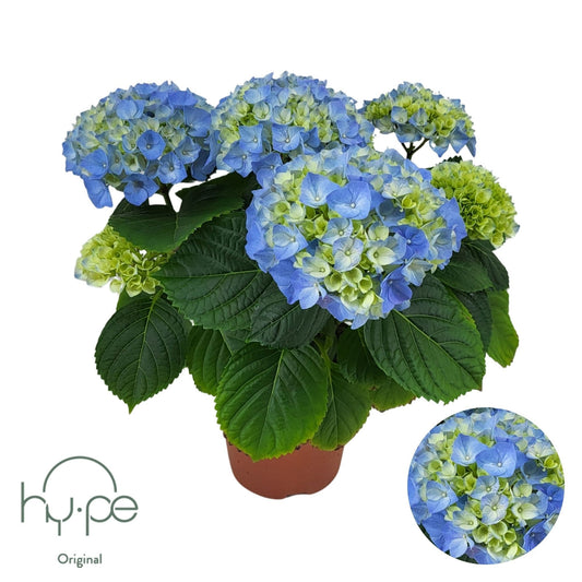 Hydrangea macrophylla 40cm 14cm Pot