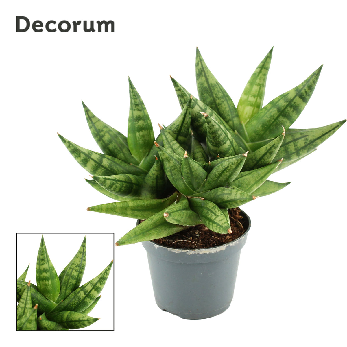 Sansevieria 10cm 6cm Pot