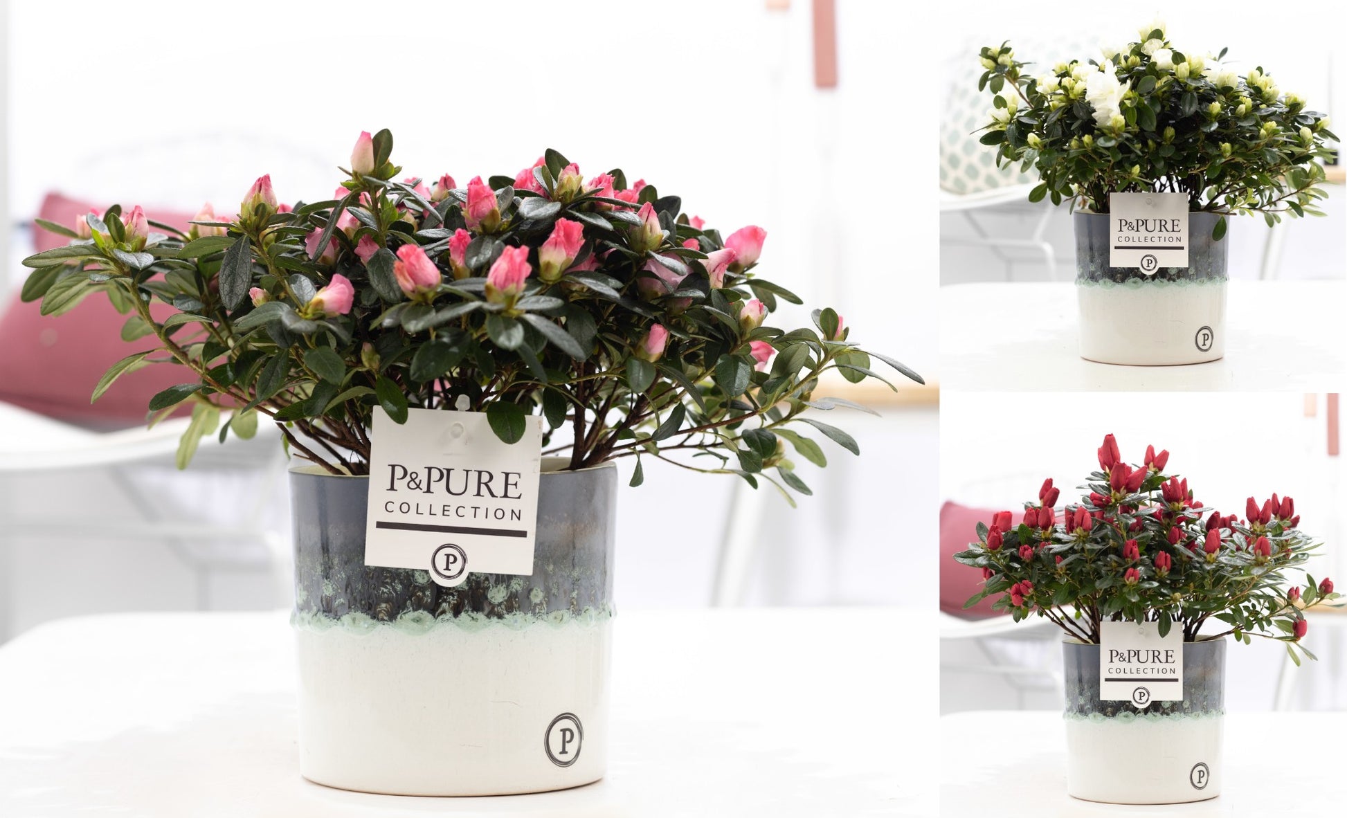 Rhododendron simsii mix 30cm 12cm Pot