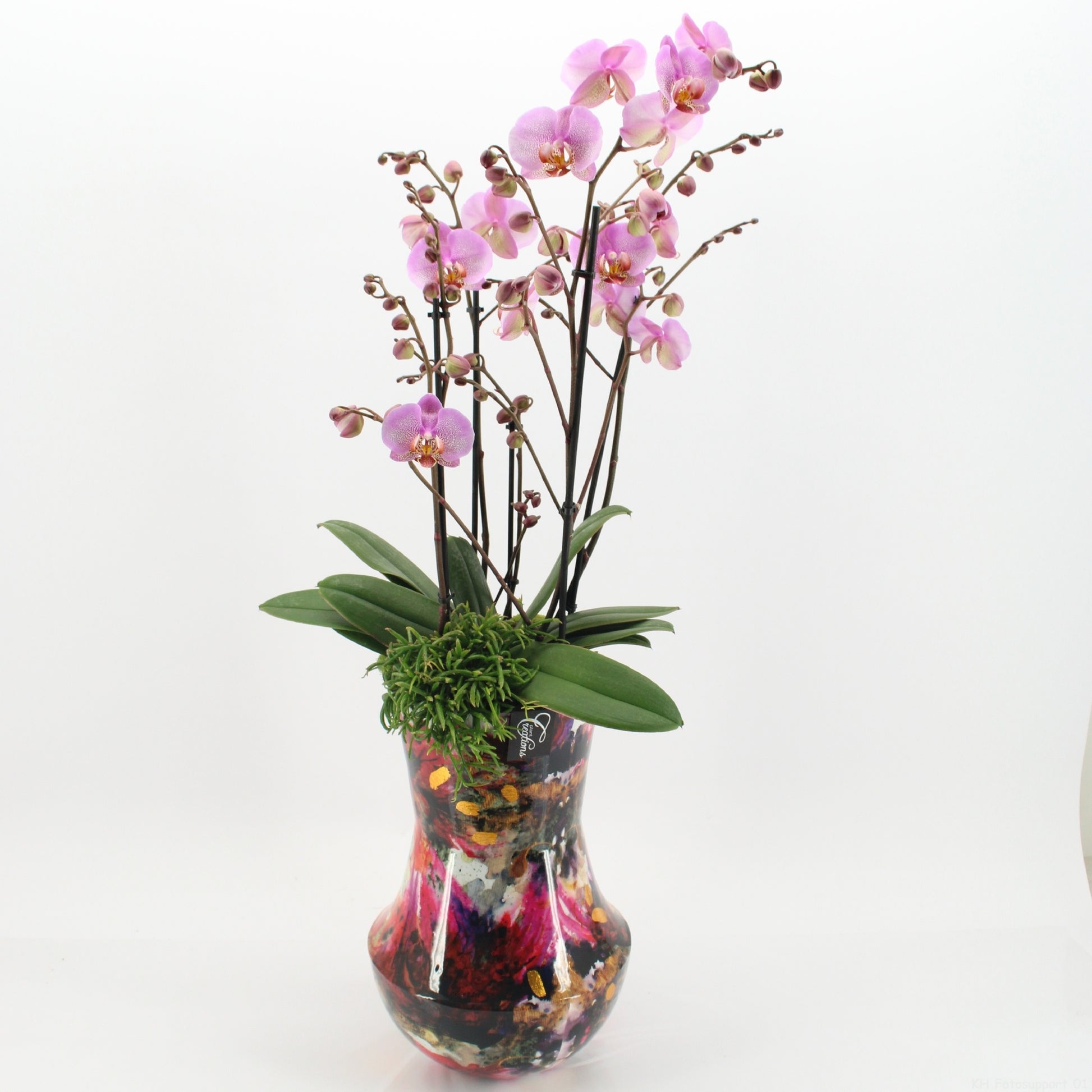 Phalaenopsis arrangement 90cm 27cm Pot