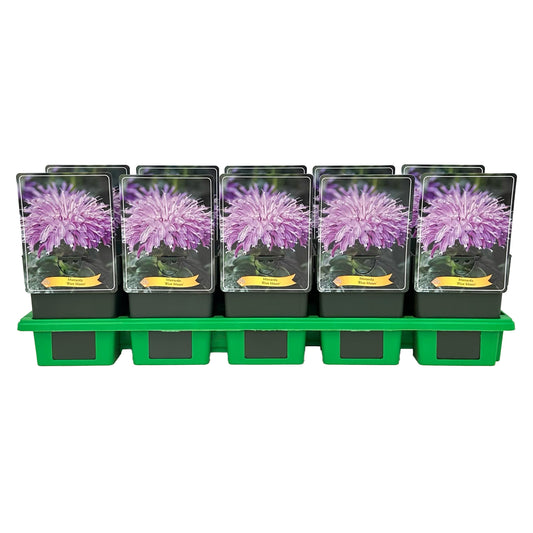 Monarda didyma 25cm 11cm Pot
